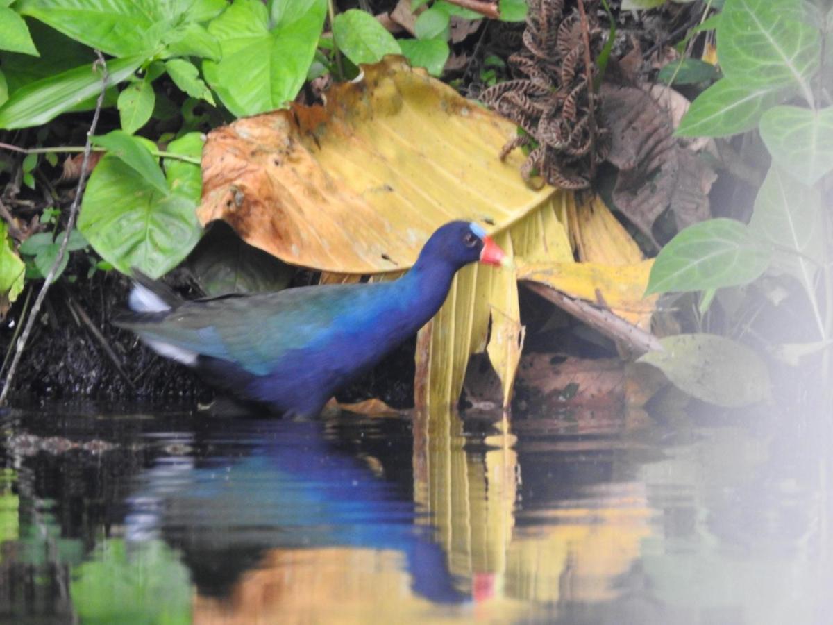 Misahualli Laguna Paikawe B&B ภายนอก รูปภาพ
