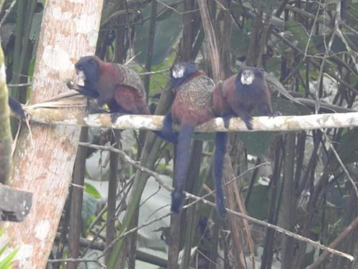 Misahualli Laguna Paikawe B&B ห้อง รูปภาพ
